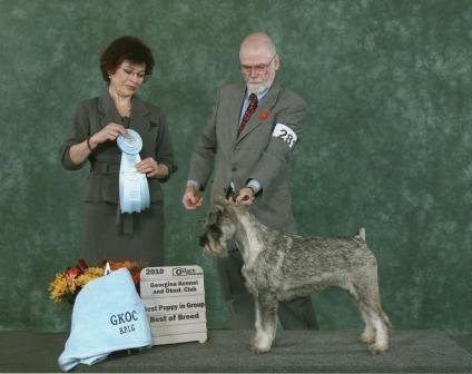 This is Izzy winning Best of Breed and best puppy in Group at the last GKOC show in Sutton .
