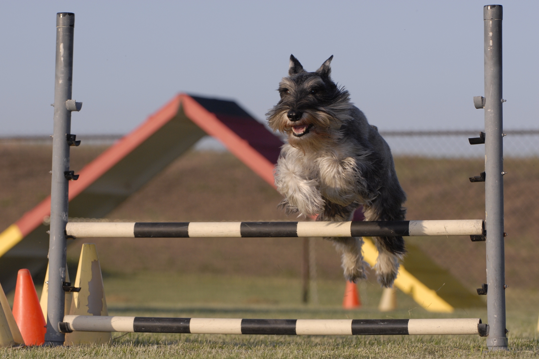 Milo Devine earned Agility titles even into his senior years.