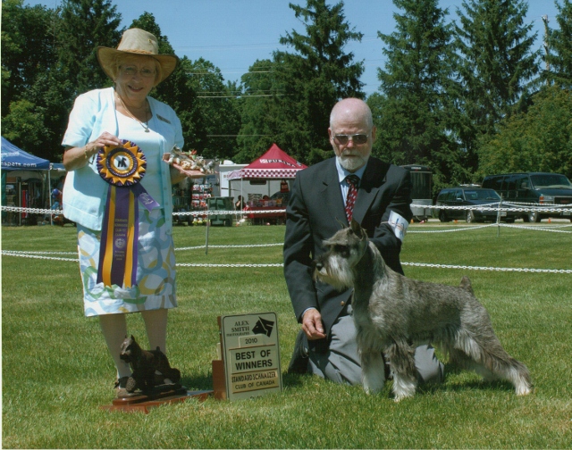 This is Sophie winning Best of winners at the Standard Schnauzer club of Canada's National Specialty.