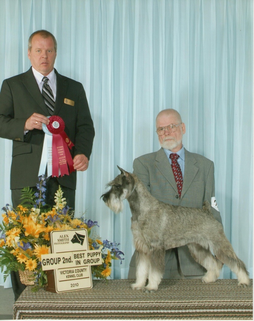 This is a picture of Sophie winning Best of Breed & a Group 2nd .