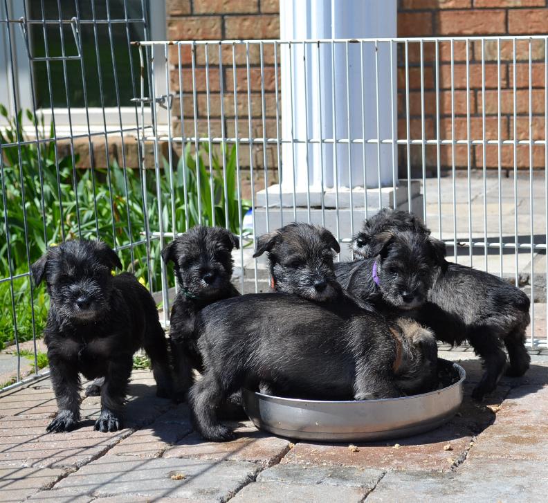 At around 5 weeks of age pups can some time each day out doors<p>A well-socialized puppy should be pleasure to own and that socialization 
starts with the breeder. Our grandchildren come here to visit quite often 
so pups are quite used to children and their ways. Visitors are welcome 
once the pups are four weeks old so they also get used to strangers. We like to 
spend an hour or so each day in some type of play with the pups. </p>
<p>Aside from
mono or criptorchidism, our breed standard has only two disqualification's;
Height (either over or under the required) and temperament (either overly
aggressive or nervous or shy), so good temperament is very important. We
would like to point out that a dog of wonderful temperament can be turned 
into a spoiled temperamental animal because of over indulgence and lack of
discipline on the new owners part. So too, a happy and outgoing dog can be
turned into a very fear-aggressive dog because of mistreatment by his
owners. This of course is not temperament that was bred into the dog but
acquired through bad management. The Standard Schnauzer is a very
people oriented breed thus, this is not a breed for people who want a dog to just
lay by the fire and sleep its life away. He also would not be content to
spend his whole life in a dog run or tied to a post in the back yard. We
would not sell one of our dogs to anyone with the idea that a Schnauzer
should be left tied out. We intend for our dogs to be members of the family.</p><br clear=