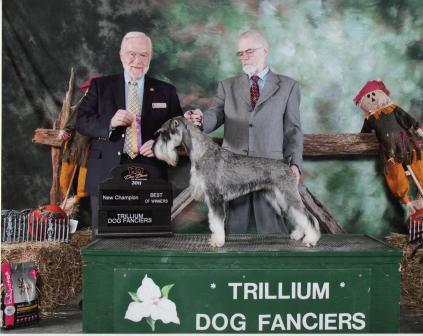 This is Pilot winning Best of Winners to become a new Champion at Trillium Dog Show .
