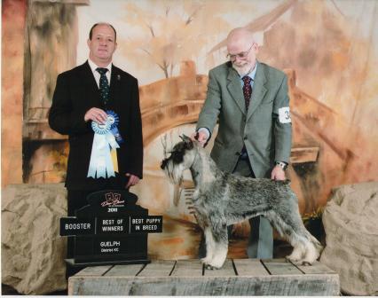 This is Winston winning Best of Winners and best puppy in Breed at the Guelph Booster.