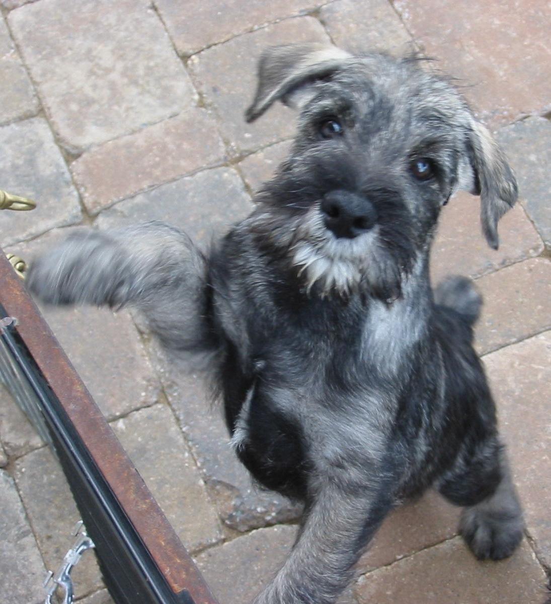 9 week old puppy wants to play.