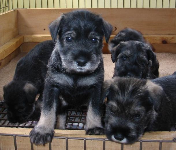 4 week old pups starting to an interest in the world around them.