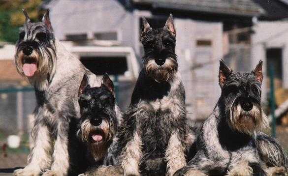 left to right Maggie, Maxx, Abby, and Dixie.