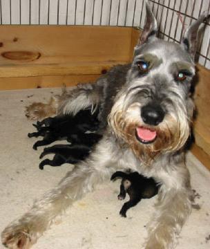 Beckie with day old pups is quite content to be near her human family.