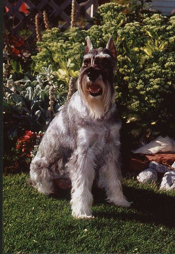 This is Ch Caix Schattentier Dreamweaver (Dixie). This picture was taken by Ralph A Reinhold.